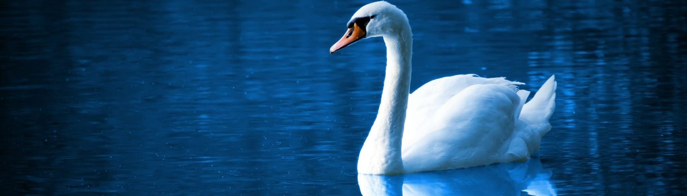 swan on lake