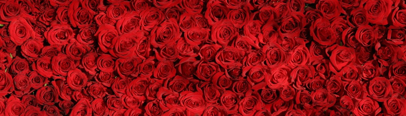 red roses