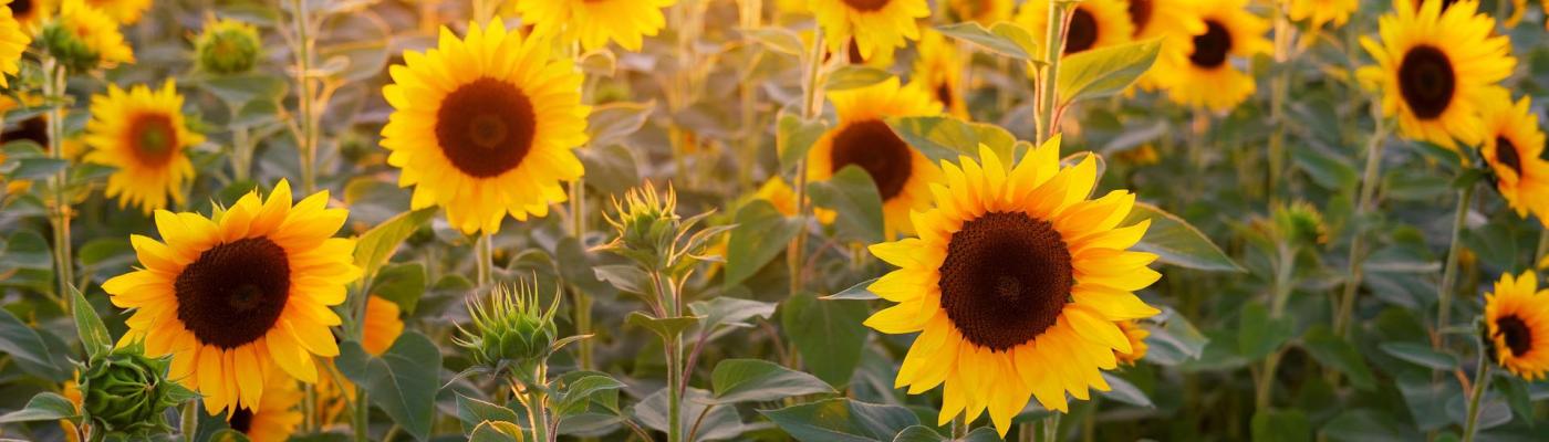 best fantasy romance books